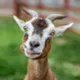 Tomáš's avatar